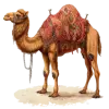 Dromadaire