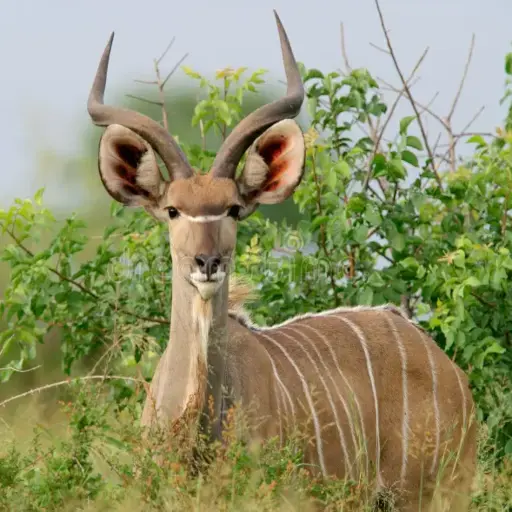 Parc National de Niokolo-Koba
