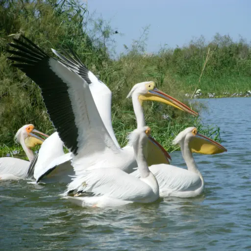 Parc National de Djoudj