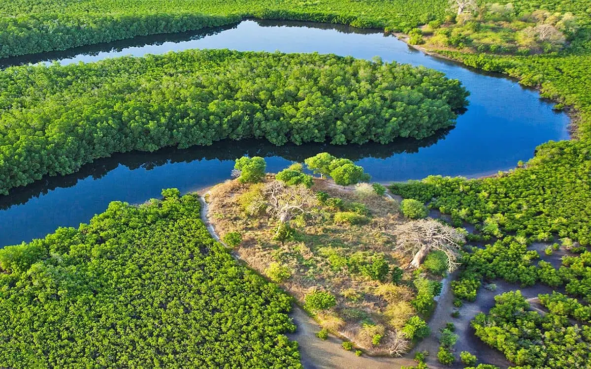 Vue aérienne des bolongs et de la mangrove du Saloum
