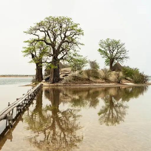Îlot aux baobabs dans le delta du Saloum