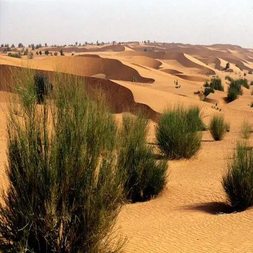 Dunes du désert de Lompoul