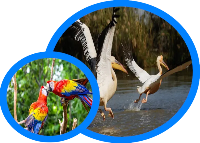 Observation de la Faune et Flore
