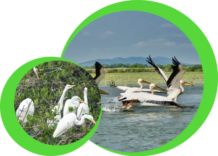 Observation des oiseaux