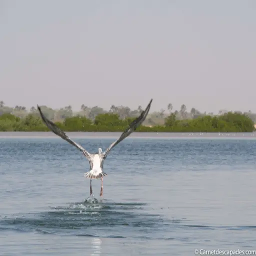 Pélican prenant son envol dans le delta du Saloum