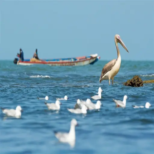 Pélican et pirogue de pêcheurs dans le delta du Saloum
