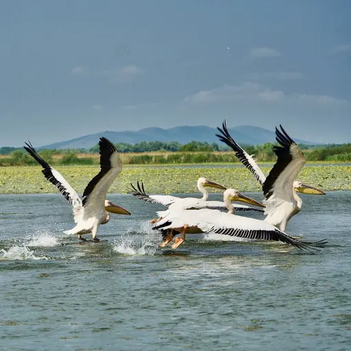 Pélicans prenant leur envol sur la lagune de la Somone
