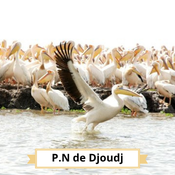 Parc du Djoudj : colonie de pélicans