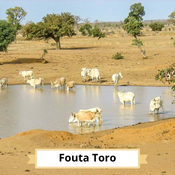 Fouta-Toro : troupeau de zébus dans une mare