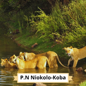 Parc du Niokolo-Koba : lions au bord de l'eau